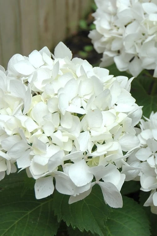 Sister Theresa Hydrangea - 1 Gallon Pot 3 Sister Theresa Hydrangea - 1 Gallon Pot