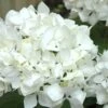 Sister Theresa Hydrangea - 3 Gallon Pot 1 Sister Theresa Hydrangea - 3 Gallon Pot -Plant Lover House Shop Hydrangea Sister Theresa 2 500x750 2