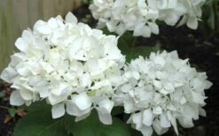 Sister Theresa Hydrangea - 1 Gallon Pot 11 Sister Theresa Hydrangea - 1 Gallon Pot -Plant Lover House Shop Hydrangea Sister Theresa 50
