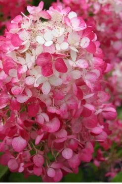 Strawberry Sundae Hydrangea - 3 Gallon Pot -Plant Lover House Shop Hydrangea Strawberry Sundae Flower 1