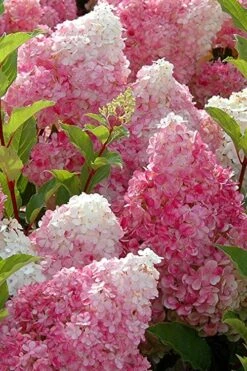 Strawberry Sundae Hydrangea - 3 Gallon Pot -Plant Lover House Shop Hydrangea Strawberry Sundae Flowers 3