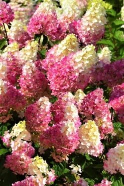 Strawberry Sundae Hydrangea - 3 Gallon Pot -Plant Lover House Shop Hydrangea Strawberry Sundae Flowers 5