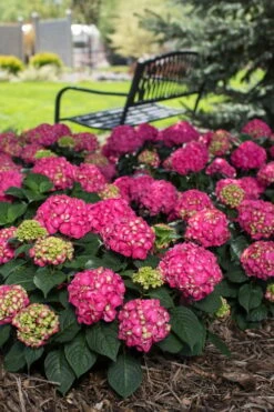Summer Crush Endless Summer Hydrangea - 1 Gallon Pot -Plant Lover House Shop Hydrangea Summer Crush Endless Summer 3 2