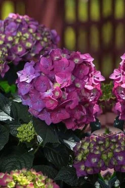 Summer Crush Endless Summer Hydrangea - 6 Gallon Pot (COPY) 15 Summer Crush Endless Summer Hydrangea - 6 Gallon Pot (COPY) -Plant Lover House Shop Hydrangea Summer Crush Endless Summer 4 3