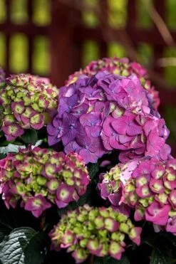 Summer Crush Endless Summer Hydrangea - 3 Gallon Pot -Plant Lover House Shop Hydrangea Summer Crush Endless Summer 5 5