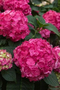 Summer Crush Endless Summer Hydrangea - 6 Gallon Pot -Plant Lover House Shop Hydrangea Summer Crush Endless Summer 6