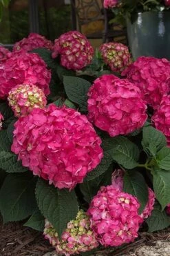 Summer Crush Endless Summer Hydrangea - 6 Gallon Pot (COPY) 19 Summer Crush Endless Summer Hydrangea - 6 Gallon Pot (COPY) -Plant Lover House Shop Hydrangea Summer Crush Endless Summer 7 3