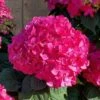 Summer Crush Endless Summer Hydrangea - 2 Gallon Pot 1 Summer Crush Endless Summer Hydrangea - 2 Gallon Pot -Plant Lover House Shop Hydrangea Summer Crush Endless Summer 8 4