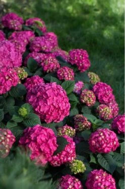 Summer Crush Endless Summer Hydrangea - 2 Gallon Pot -Plant Lover House Shop Hydrangea Summer Crush Endless Summer 9 4