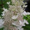Tardiva Hydrangea - 3 Gallon Pot -Plant Lover House Shop Hydrangea Tardiva 12