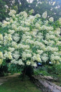 Tardiva Hydrangea - 3 Gallon Pot -Plant Lover House Shop Hydrangea Tardiva 16