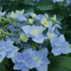 Tuff Stuff Ah-Ha Mountain Hydrangea - 3 Gallon Pot -Plant Lover House Shop Hydrangea Tuff Stuff 2