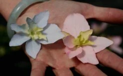 Tuff Stuff Ah-Ha Mountain Hydrangea - 3 Gallon Pot -Plant Lover House Shop Hydrangea Tuff Stuff 3