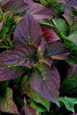 Tuff Stuff Ah-Ha Mountain Hydrangea - 3 Gallon Pot -Plant Lover House Shop Hydrangea Tuff Stuff 4