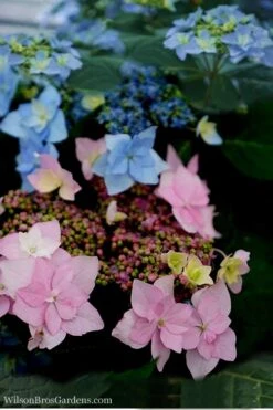 Tuff Stuff Ah-Ha Mountain Hydrangea - 3 Gallon Pot -Plant Lover House Shop Hydrangea Tuff Stuff 5
