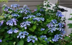 Twist-N-Shout Endless Summer Hydrangea - 3 Gallon Pot -Plant Lover House Shop Hydrangea Twist N Shout Blue Flowers 3 1