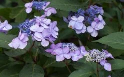 Twist-N-Shout Endless Summer Hydrangea - 3 Gallon Pot -Plant Lover House Shop Hydrangea Twist N Shout Lavender Flowers 2 1