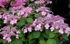 Twist-N-Shout Endless Summer Hydrangea - 3 Gallon Pot -Plant Lover House Shop Hydrangea Twist N Shout Pink Flowers 2 1