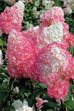 Vanilla Strawberry Hydrangea - 1 Gallon Pot 14 Vanilla Strawberry Hydrangea - 1 Gallon Pot -Plant Lover House Shop Hydrangea Vanilla Strawberry BS 1