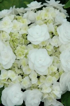 Double Delights Wedding Gown Lacecap Hydrangea - 3 Gallon Pot -Plant Lover House Shop Hydrangea Wedding Gown 2