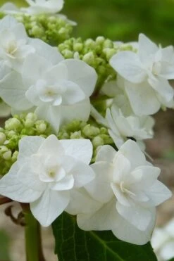 Double Delights Wedding Gown Lacecap Hydrangea - 3 Gallon Pot -Plant Lover House Shop Hydrangea Wedding Gown 23