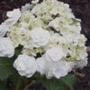 Double Delights Wedding Gown Lacecap Hydrangea - 3 Gallon Pot -Plant Lover House Shop Hydrangea Wedding Gown 8