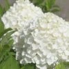 White Wedding Hydrangea - 2 Gallon Pot -Plant Lover House Shop Hydrangea White Wedding Closeup 5 x750