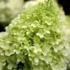 Limelight PeeGee Hydrangea - 1 Gallon Pot -Plant Lover House Shop Hydrangea limelightf BS 1
