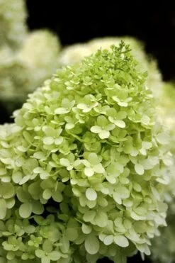 Limelight PeeGee Hydrangea - Single Trunk Topiary Tree - 5 Gallon Pot -Plant Lover House Shop Hydrangea limelightf BS 3