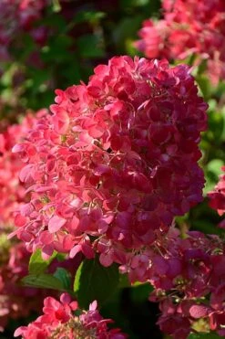 Diamond Rouge Hydrangea - 3 Gallon Pot -Plant Lover House Shop Hydrangia Diamond Rouge 5