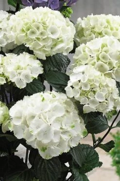 Zebra Hydrangea - 3 Gallon Pot -Plant Lover House Shop Hydrangrea Zebra 12
