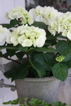 Zebra Hydrangea - 3 Gallon Pot -Plant Lover House Shop Hydrangrea Zebra 14