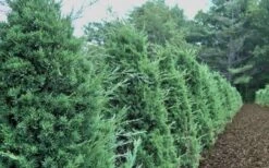 Iowa Juniper - 7 Gallon Pot (4-5') -Plant Lover House Shop Iowa Juniper 50 1