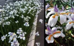 White African Iris - Fortnight Lily - Dietes Iridioides - 1 Gallon Pot -Plant Lover House Shop Iris African White 3