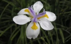 White African Iris - Fortnight Lily - Dietes Iridioides - 1 Gallon Pot -Plant Lover House Shop Iris African White Flower