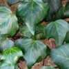 Algerian Ivy - Hedera Helix - 5 Pack Of Pint Pots -Plant Lover House Shop Ivy Algerian 500x750 2