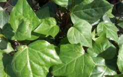 Algerian Ivy - Hedera Helix - 5 Pack Of Pint Pots -Plant Lover House Shop Ivy Algerian Closeup 1