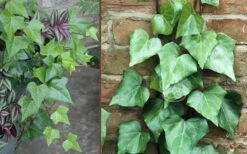 Algerian Ivy - Hedera Helix - 5 Pack Of Pint Pots -Plant Lover House Shop Ivy Algerian Combo 1