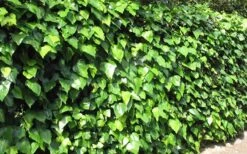 Algerian Ivy - Hedera Helix - 6 Pack Of Pint Pots -Plant Lover House Shop Ivy Algerian Landscape
