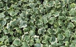 Anne Marie White Variegated Ivy (Hedera Helix) - 10 Count Flat Of Pint Pots -Plant Lover House Shop Ivy Anne Marie 2