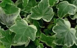 Anne Marie White Variegated Ivy (Hedera Helix) - 6 Pack Of 2.5" Pots 10 Anne Marie White Variegated Ivy (Hedera Helix) - 6 Pack Of 2.5" Pots -Plant Lover House Shop Ivy Anne Marie 50 1