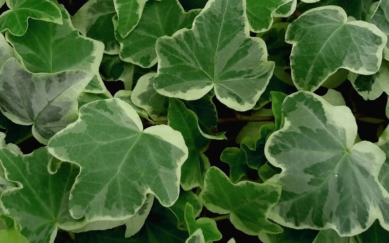 Anne Marie White Variegated Ivy (Hedera Helix) - 5 Pack Of Pint Pots 6 Anne Marie White Variegated Ivy (Hedera Helix) - 5 Pack Of Pint Pots - Image 4