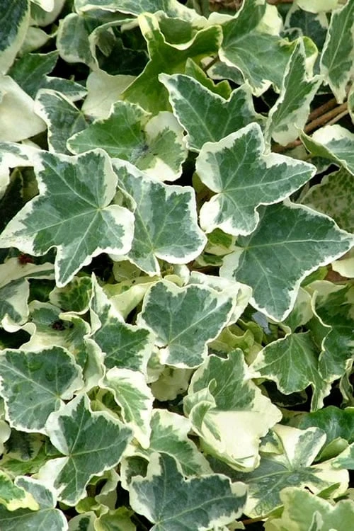 Anne Marie White Variegated Ivy (Hedera Helix) - 5 Pack Of Pint Pots 3 Anne Marie White Variegated Ivy (Hedera Helix) - 5 Pack Of Pint Pots