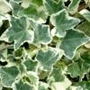 Anne Marie White Variegated Ivy (Hedera Helix) - 10 Count Flat Of Pint Pots -Plant Lover House Shop Ivy Anne Marie 500x750 3