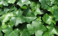 English Ivy - Hedera Helix - 18 Count Flat Of Pint Pots -Plant Lover House Shop Ivy English 1 2