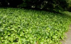 English Ivy - Hedera Helix - 18 Count Flat Of Pint Pots -Plant Lover House Shop Ivy English 2 1