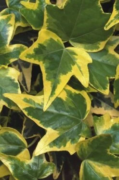 Gold Child Ivy (Hedera Helix) - 10 Pack Of Pint Pots 11 Gold Child Ivy (Hedera Helix) - 10 Pack Of Pint Pots -Plant Lover House Shop Ivy Gold Child 1 1