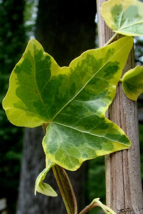 Gold Child Ivy (Hedera Helix) - 10 Pack Of Pint Pots 8 Gold Child Ivy (Hedera Helix) - 10 Pack Of Pint Pots - Image 6