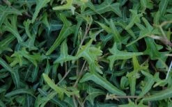 Needlepoint Ivy (Hedera Helix) - 8 Pack Of 2.5" Pots -Plant Lover House Shop Ivy Needlepoint 50 1