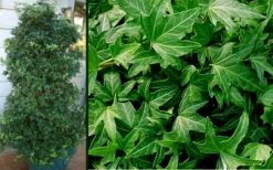 Needlepoint Ivy (Hedera Helix) - 10 Pack Of 4" Pots -Plant Lover House Shop Ivy Needlepoint Combo